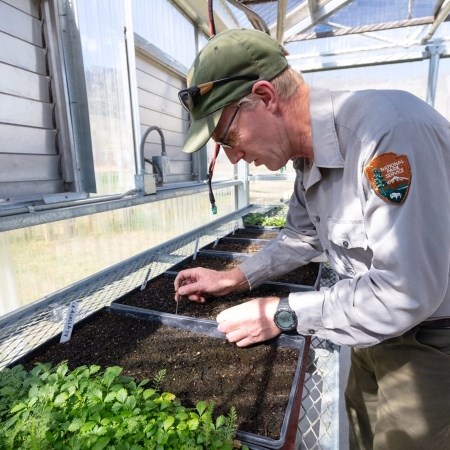 Revegetating Disturbed Areas a park ranger planting seeds in a greenhouse