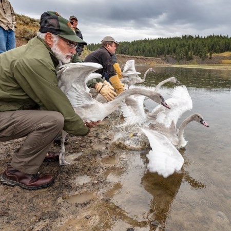 people releasing large white swans onto a lake