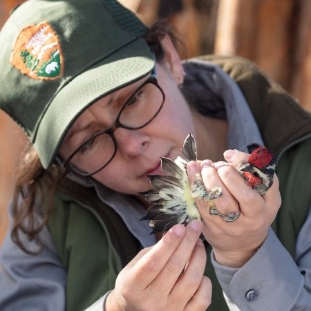 a park ranger placing a band on a bird's foot