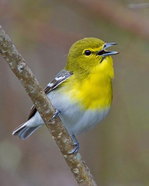 Yellow-throated Vireo singing at the edge of a marsh at the Crane Neck Wildlife Management Area in Groveland, MA. Phil Brown,, Flickr Creative Commons