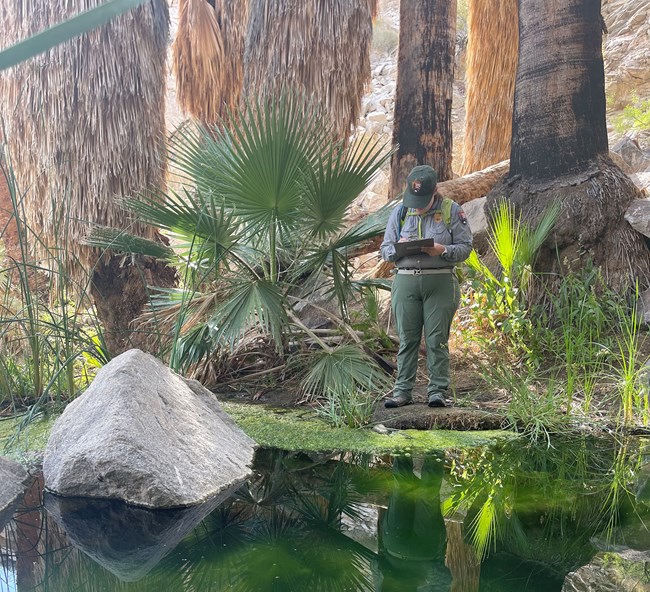 Monitoring a large spring at a palm oasis in Joshua Tree National Monument Woman in NPS uniform stand at the edge of a large spring, surrounded by palm trees.