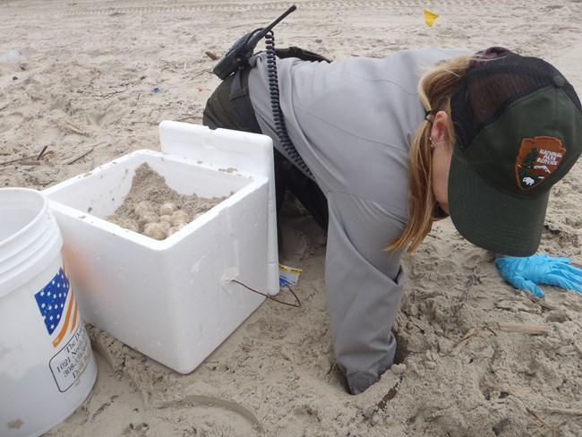 a woman in a uniform digs her hand in the sand. a cooler of turtle eggs is next to her