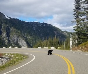 A black bear crossing a road. A black bear crossing a curving road.