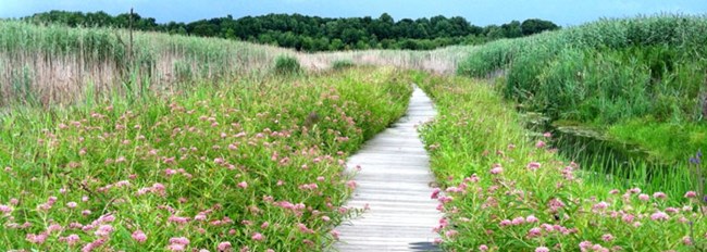 Boardwalk trail through field of flowers