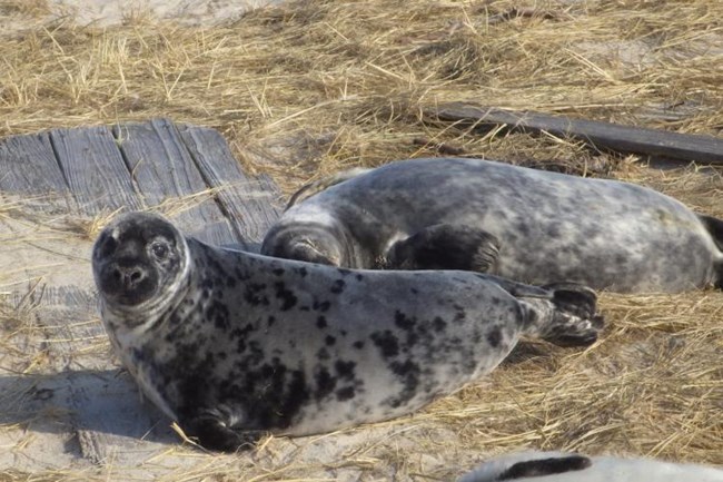 4_gray-seal-pup_NOAA Fisheries