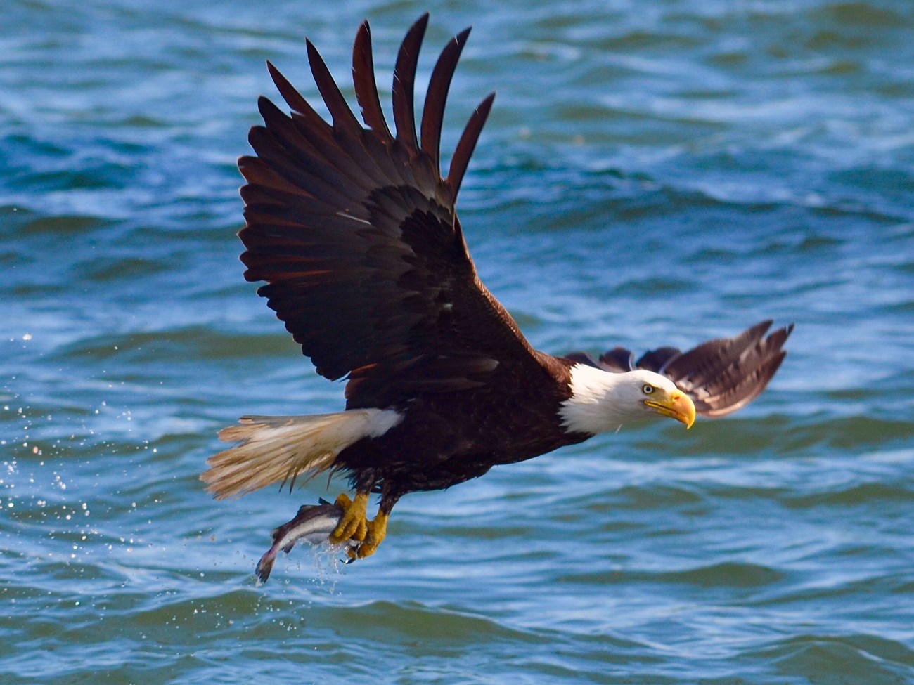 Bald eagle with prey Bald eagle flies away from the surface of the water with spray flying behind it. It grasps a fish in its talons.