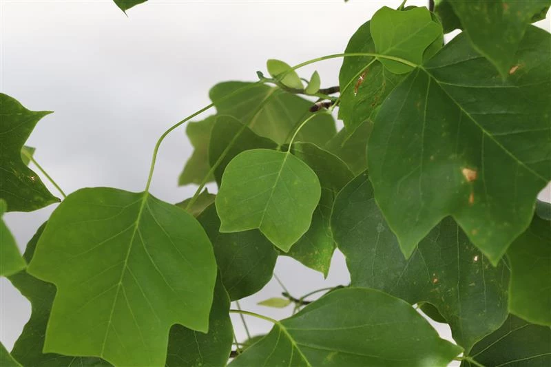 young tuliptree leaves tuliptree leaves with lighter green coloration