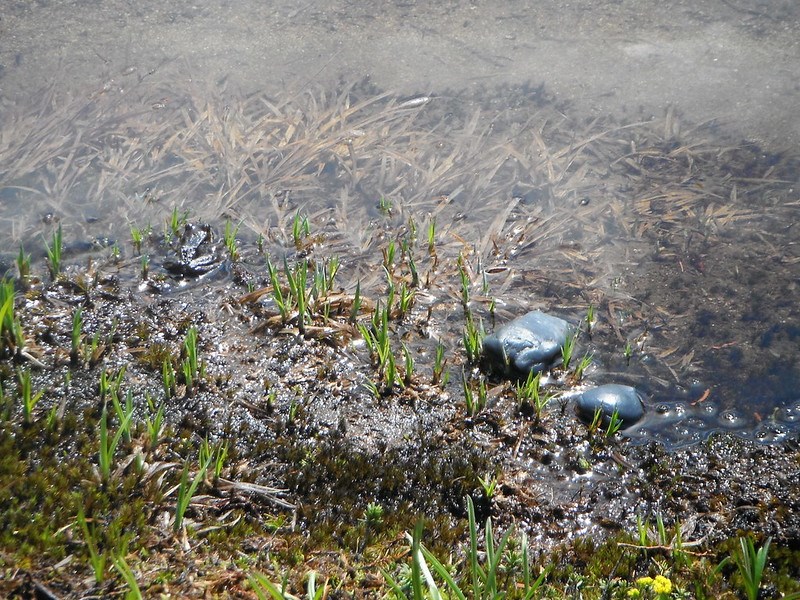 Agar models of frogs beside a real frog at the edge of a wetland.