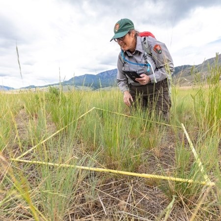 a park ranger looking over a grassy area