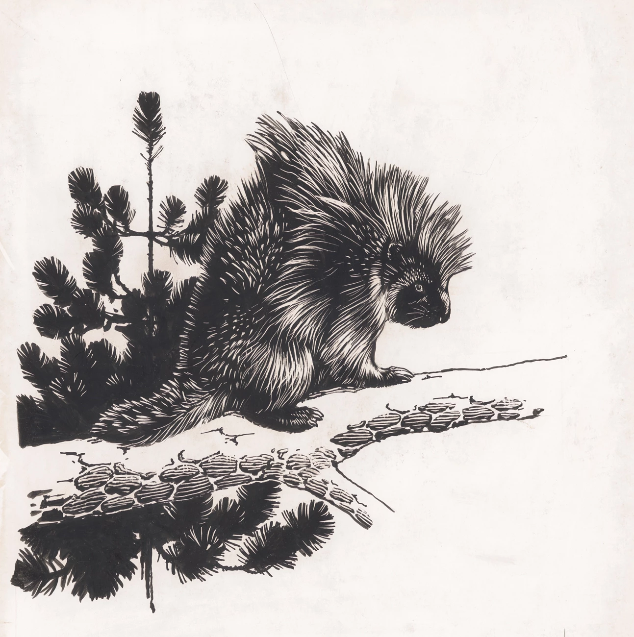 Porcupine Pen-and-ink drawing of a porcupine on a tree branch