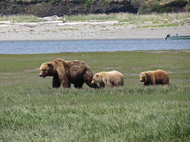 A brown bear sow and two cubs.