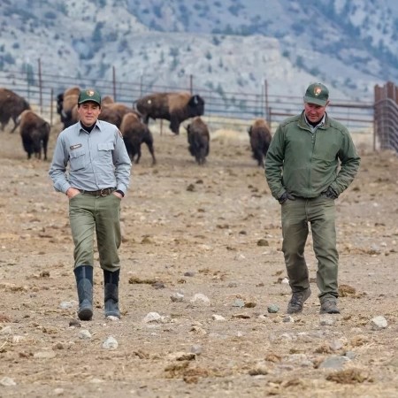 two park rangers walking away from a group of bison