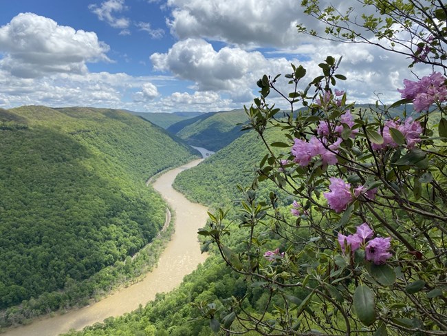 A view of the river from an overlook with rhododendron blooming. A view of the river from an overlook with rhododendron blooming.