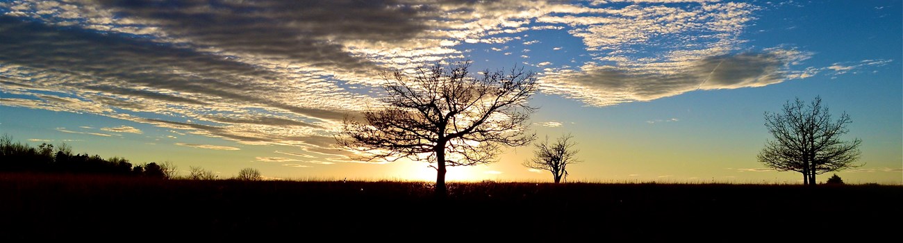 Silhouette of a tree against a blue sky with clouds