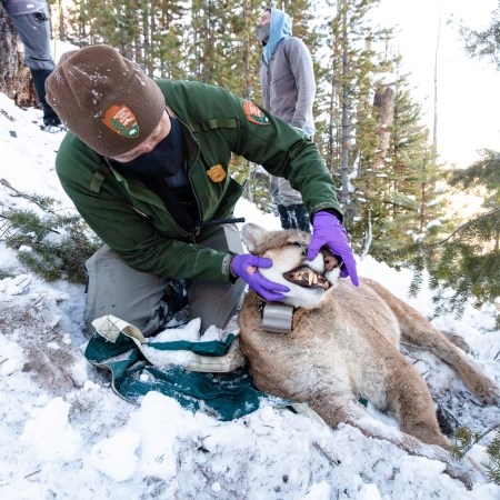 lt= a park ranger examining the teeth of a cougar