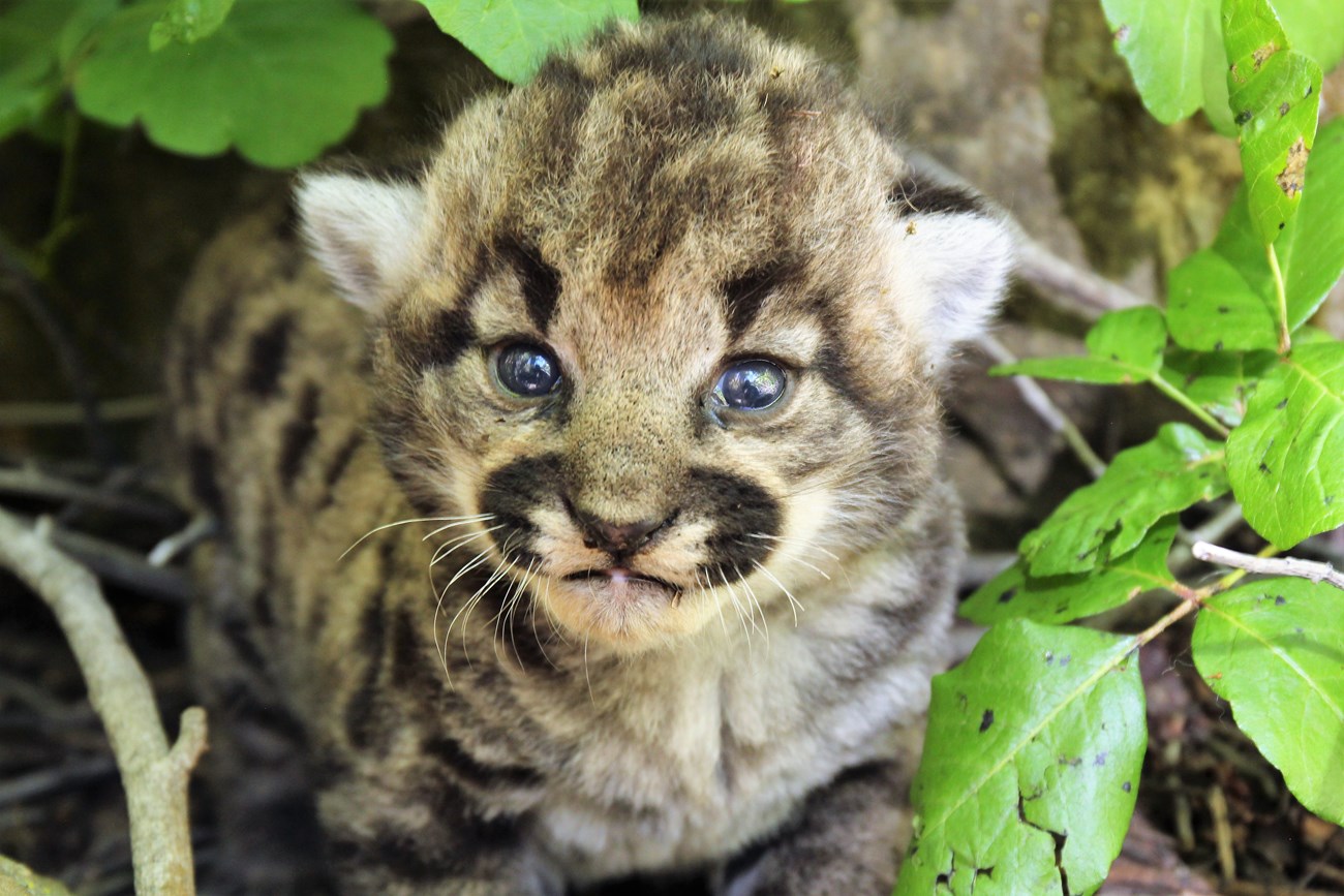 Puma Kitten, P-113