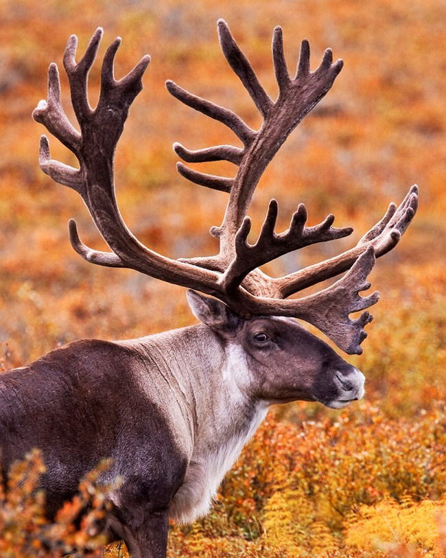 A male caribou close up of face and antlers