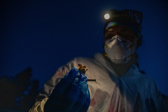 A park technician holds and observes a bat.