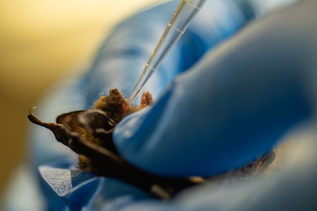 A little brown bat being held while being given an oral vaccine.