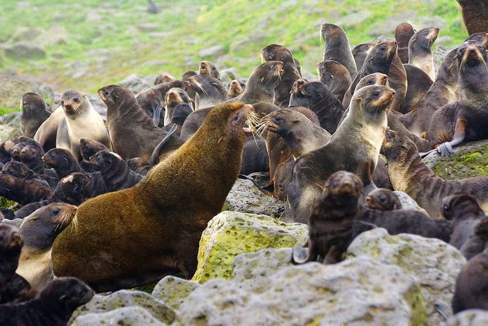 Seals and pups on a rocky island.