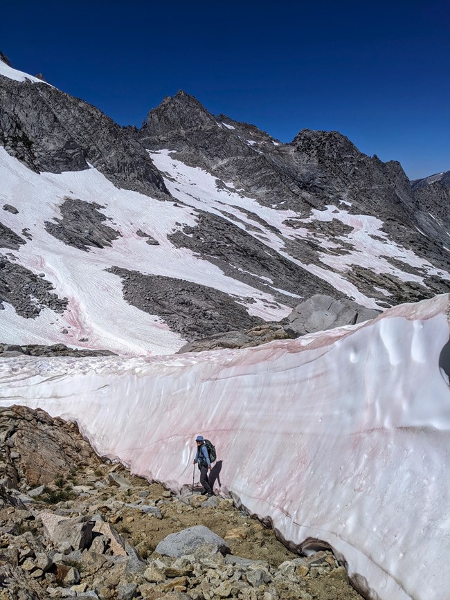 Lake crew member dwarfed by a wall of snow enroute to site in Kings Canyon National Park. Backpacker walks along wall of snow in a remote rocky basin enroute to site.