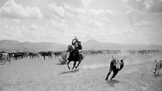 Photograph of Mexican Vaquero Cutting a Cow and Her Calf out of the Herd