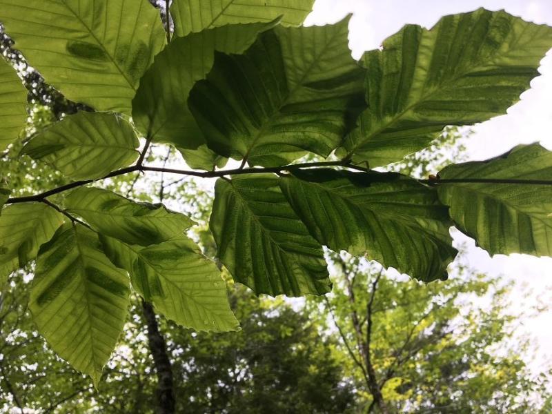 Beech leaves displaying dark bands symptomatic of beech leaf disease.