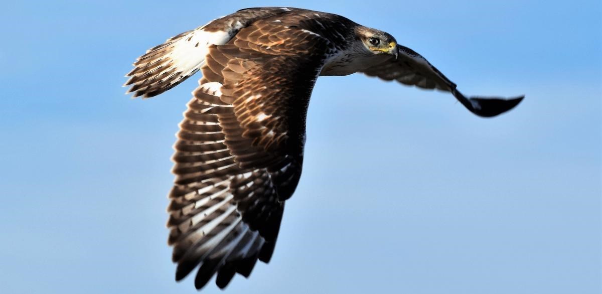 a hawk flying with its wings spread and shoulders hunched