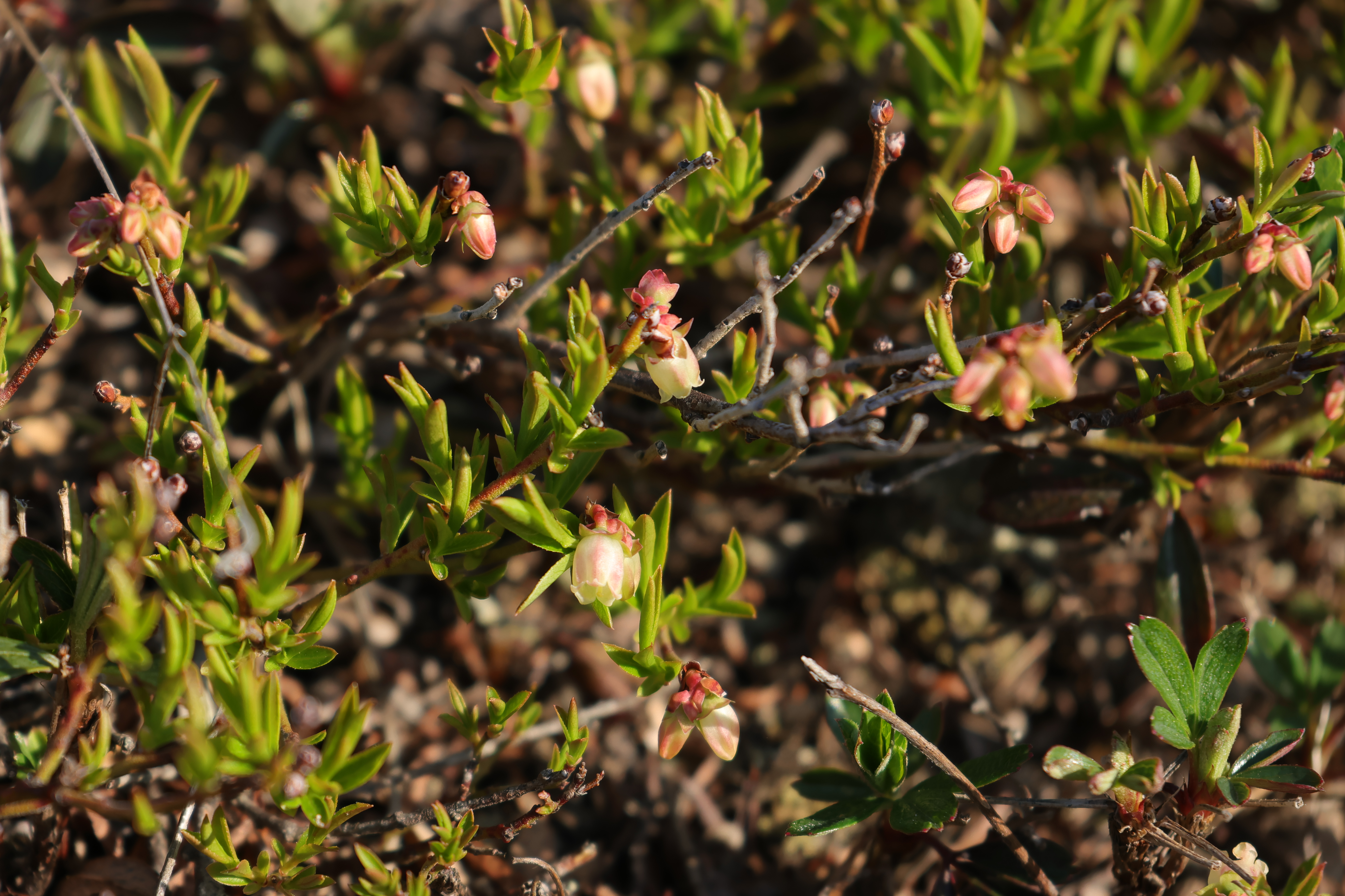 Boreal blueberry (Vaccinium boreale) growing on Cadillac Mountain summit