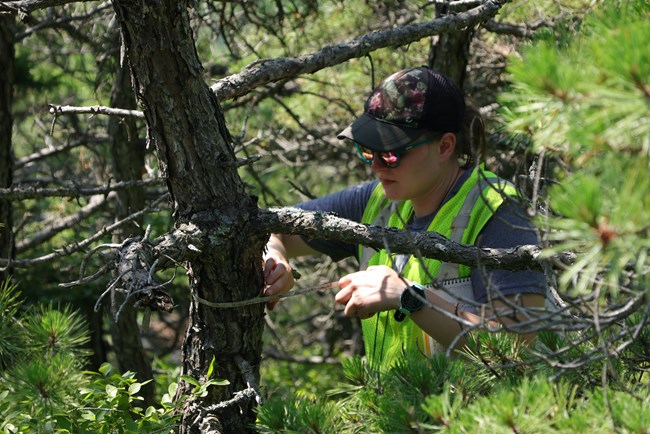 Researcher taking a close look at a tree branch.