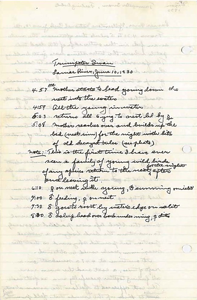 Page of handwritten field notes from a wildlife survey