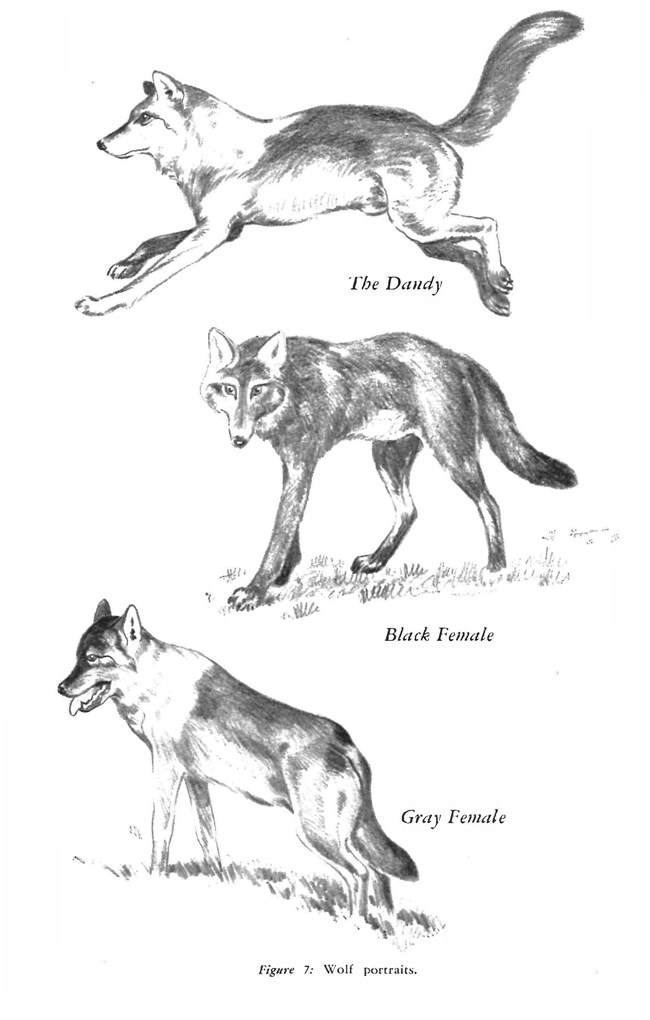 Figure 7 from "The Wolves of Mount McKinley" Composite sketch with three wolves.