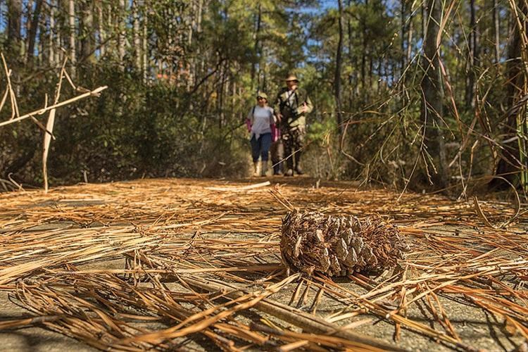 Robinson Neck Preserve Trail at Robinson Neck Preserve with a pinecone in the foreground and two people walking in the background amidst trees.
