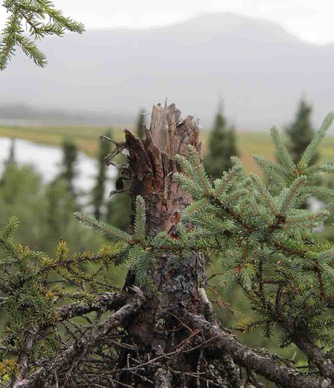 6 - recently topped spruce_duer_web A conifer with the top cut off stands on a bluff overlooking a river and the mountains.