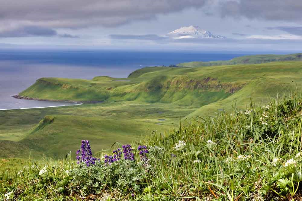 Green tundra on island coast with mountain in the background.