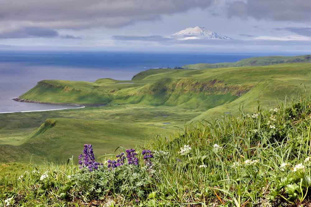 6024_Tanaga_Gareloi_lupinevF_web Green tundra on island coast with mountain in the background.