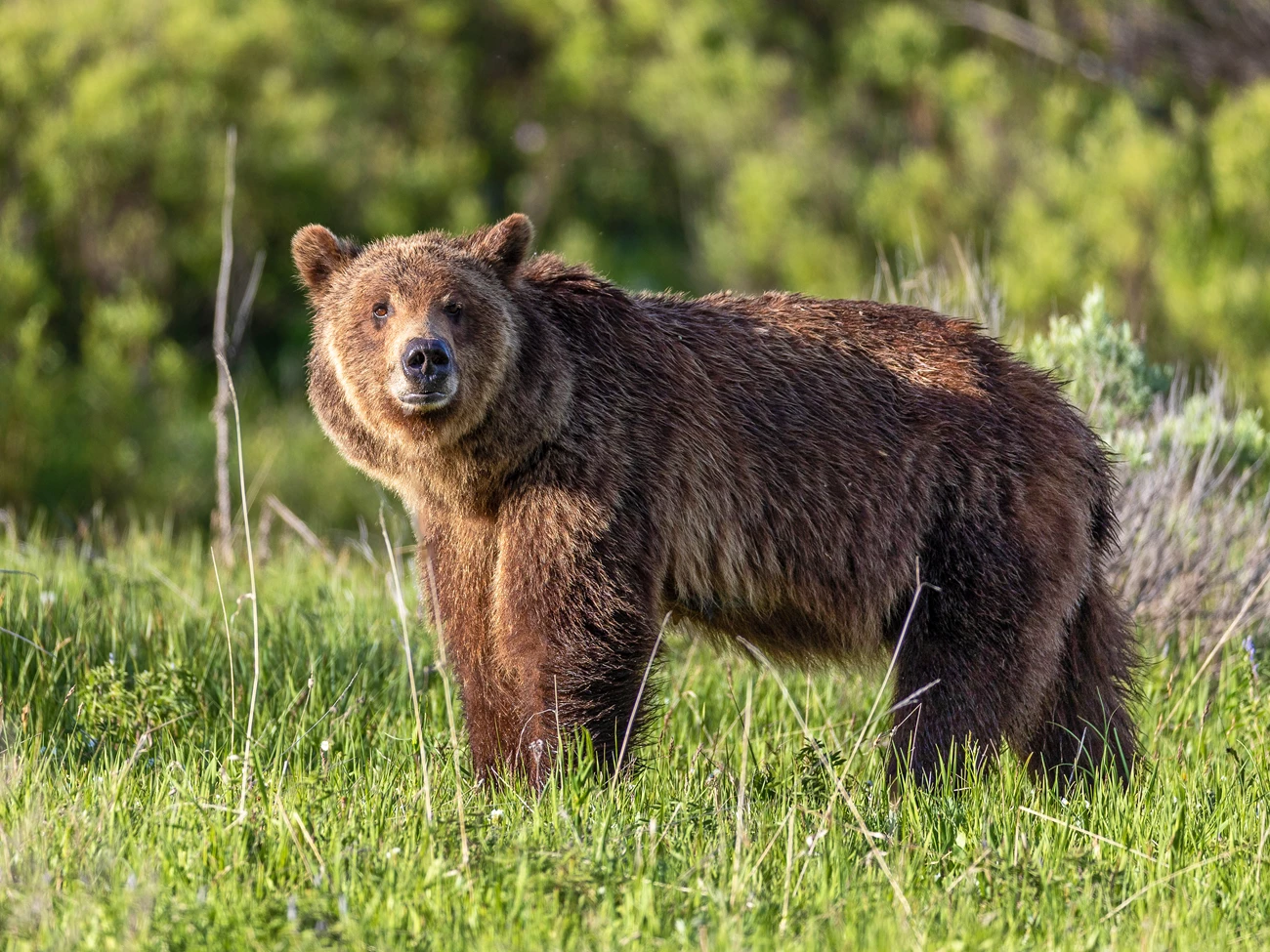 Grizzly 610 Close-up of a brown bear standing in the grass, looking roughly towards the camera, sniffing the air.