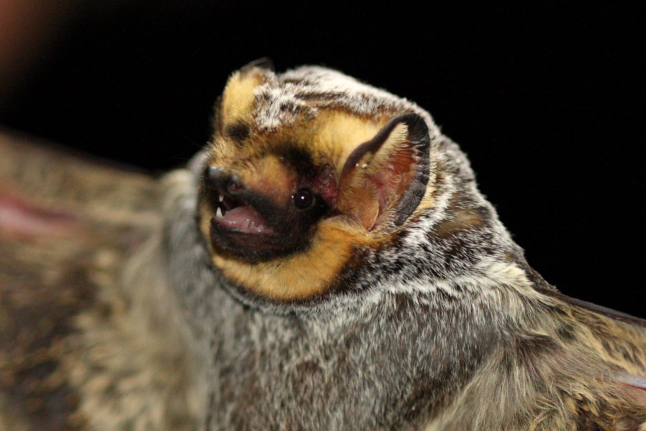 6223243823_df2d76e027_o Hoary bat face close up