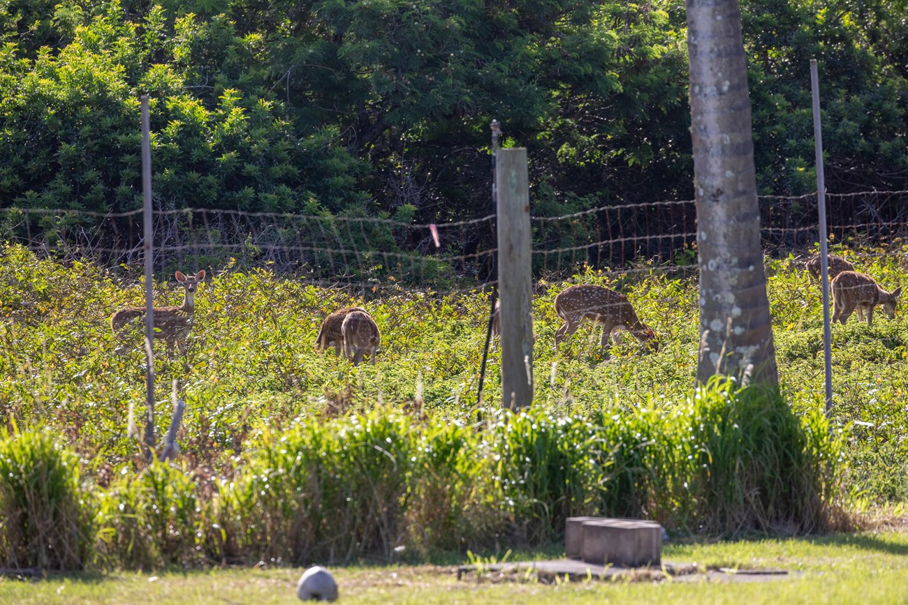 Axis deer at Kalaupapa A group of small axis deer in brush behind a fence line.