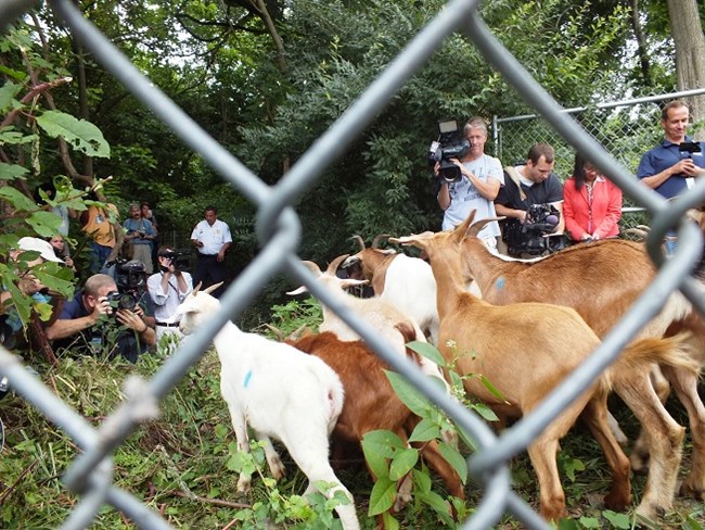 The Goats Were Not Expecting Such a Crowd of Reporters. The Goats Were Not Expecting Such a Crowd of Reporters.