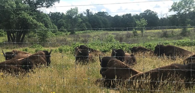Bison sleeping in tall grass behind fence