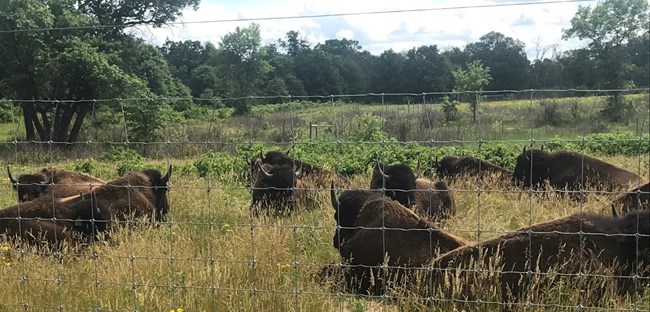 6_CECR_MN_bison_crop Bison sleeping in tall grass behind fence