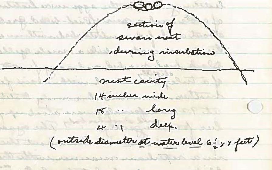 Handwritten wildlife survey notes and simple drawing of a swan nest
