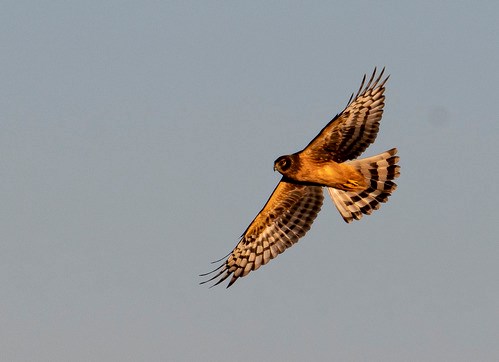 Northern Harrier A northern harrier hawk soaring through the sky