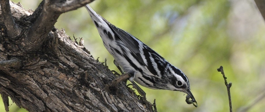 Black_white_warbler_bill_thompson A small black and white striped bird on a branch