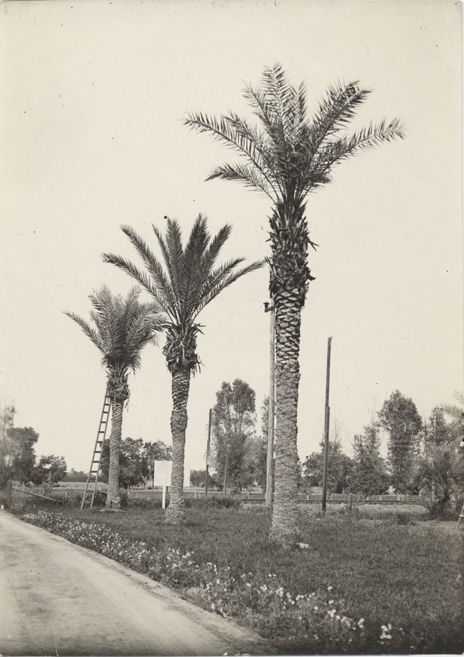 Date Palm Farm Black and white photograph of date palms in baseline and rural Tempe, 1940.