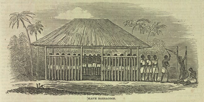 Slave Barracoon A palm roofed jail with enslaved people chained to the walls and guards lashing people.