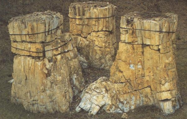 7554880f-3965-4b0e-9291-d84bde6465cf Photo of 3 fossilized rewdood tree stumps.