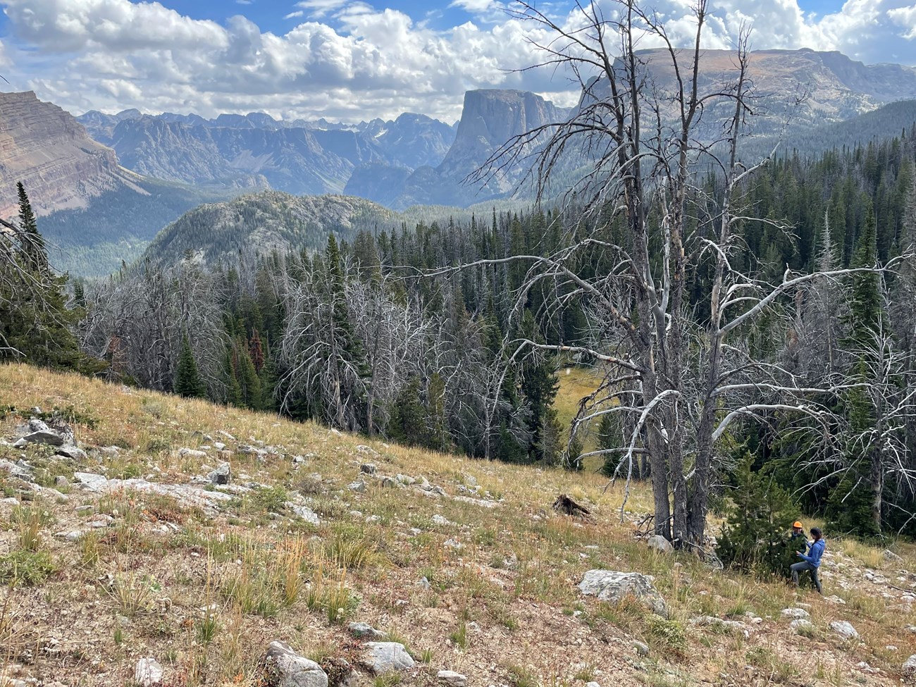 Sapling grows at the base of a whitebark pine snag in the high mountains.