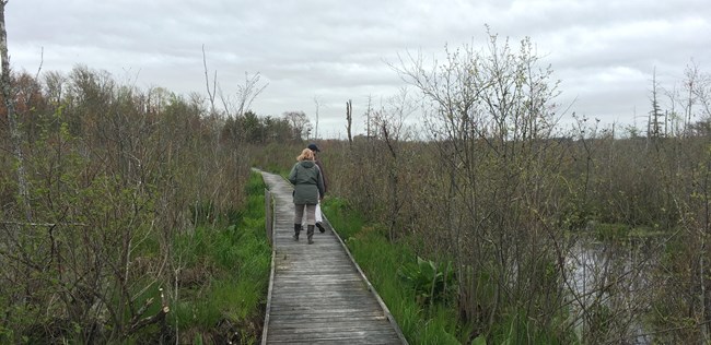 Person walking on boardwalk through marshy area